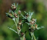 Gnaphalium uliginosum. Верхушка цветущего и плодоносящего растения. Московская обл., Раменский р-н, окр. ж.-д. платформы Хрипань, просека под ЛЭП. 22.07.2014.
