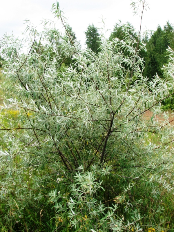 Image of Elaeagnus angustifolia specimen.