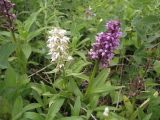 Dactylorhiza aristata