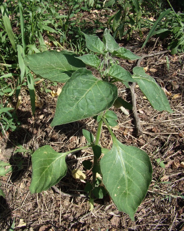 Изображение особи Solanum nigrum.