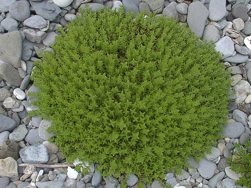 Image of Honckenya peploides ssp. major specimen.