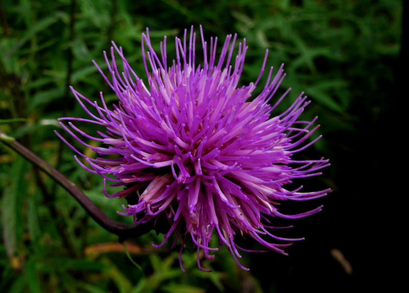 Изображение особи Cirsium serratuloides.