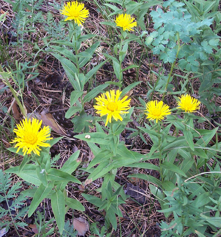 Изображение особи Inula britannica.