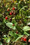 Fragaria vesca. Плодоносящее растение. Тянь-Шань, хр. Илейский (Заилийский) Алатау, Большое Алмаатинское ущ. 29.07.2008.