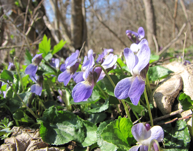 Изображение особи род Viola.