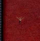 Pilosella × densiflora. Семянка. Белгородская обл., Губкинский р-н, запов. \"Белогорье\", \"Ямская степь\". 15 июня 2009 г.