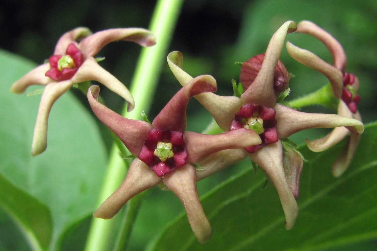 Изображение особи Vincetoxicum rossicum.