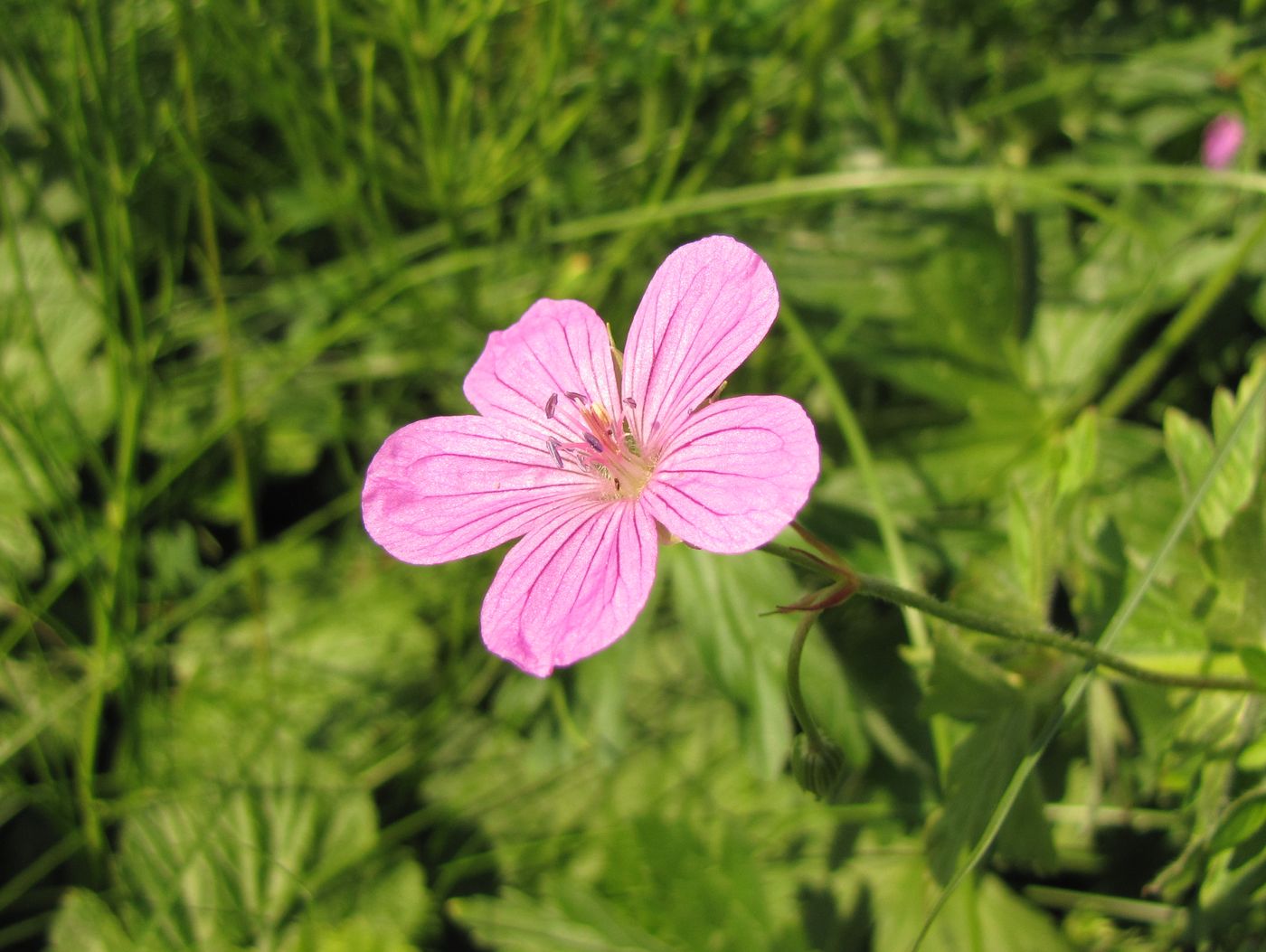 Изображение особи Geranium collinum.