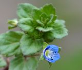 Veronica persica