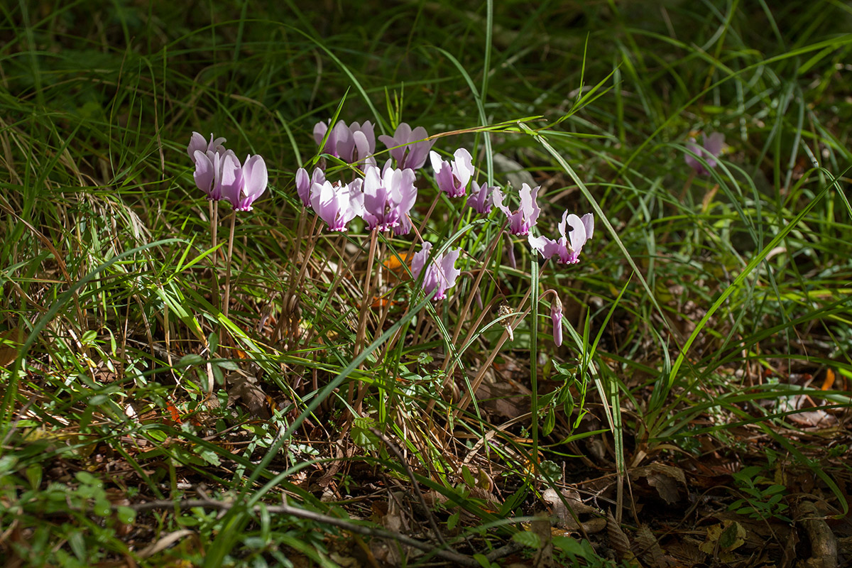 Изображение особи Cyclamen hederifolium.