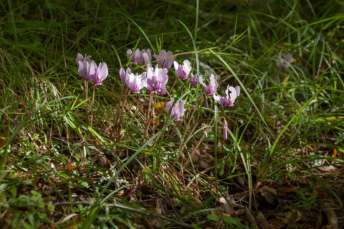 Image of Cyclamen hederifolium specimen.