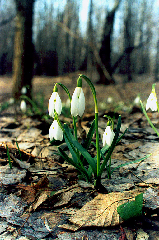 Image of Galanthus nivalis specimen.
