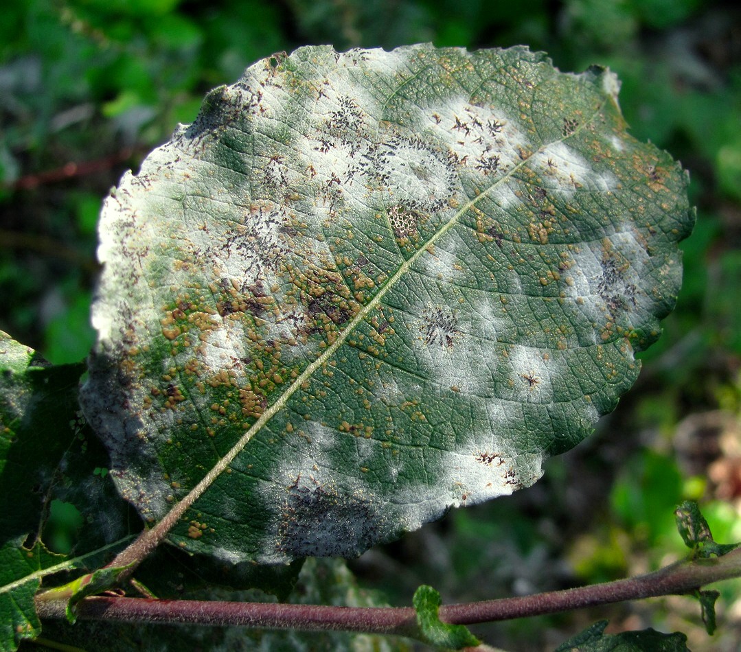 Image of Salix caprea specimen.