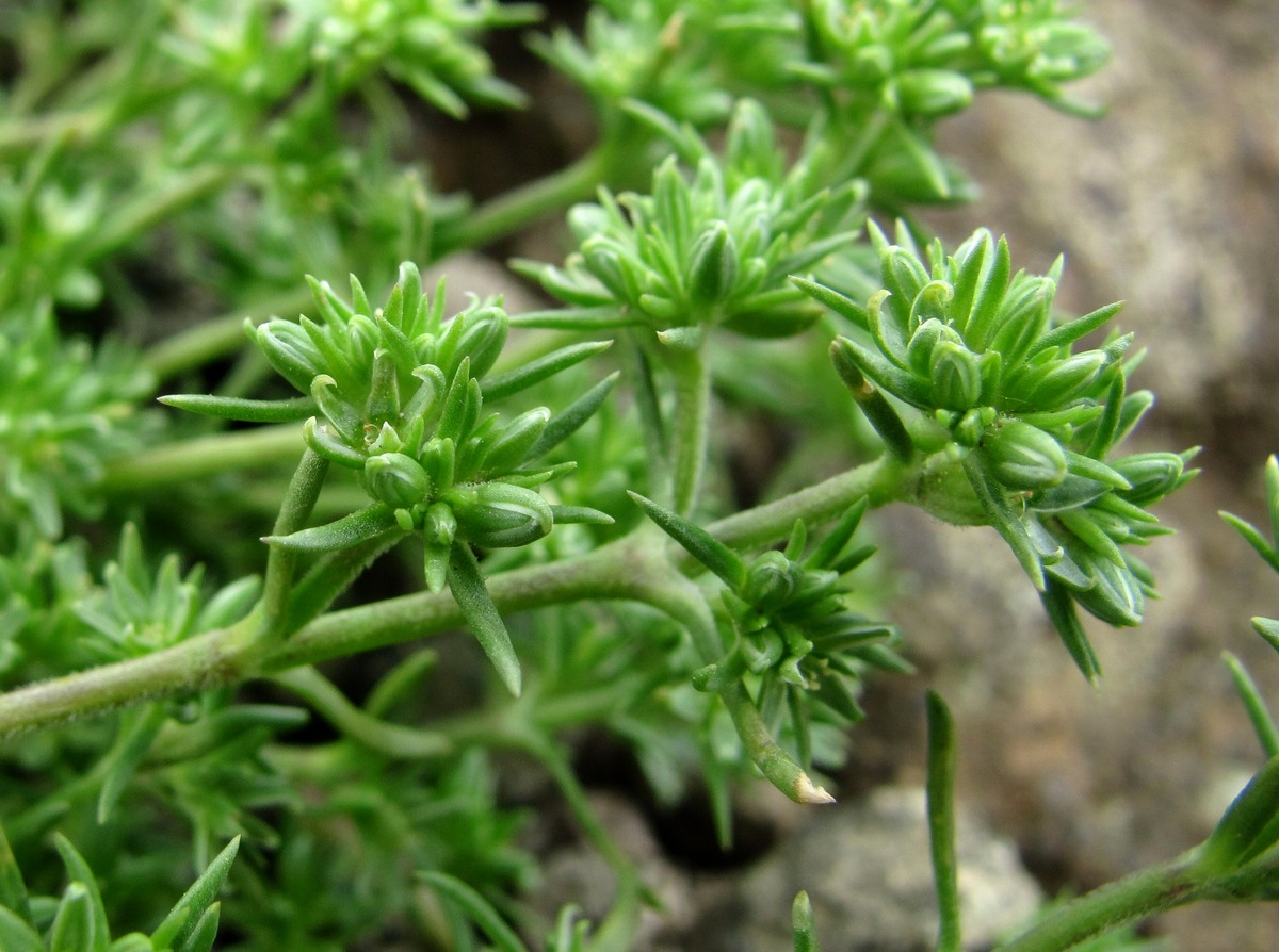 Image of Scleranthus uncinatus specimen.