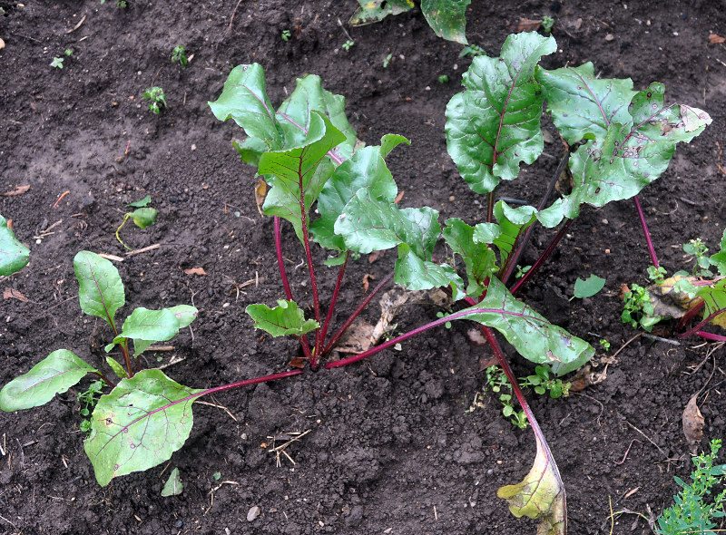 Image of Beta vulgaris specimen.