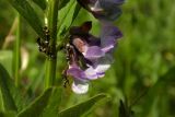 Vicia sepium