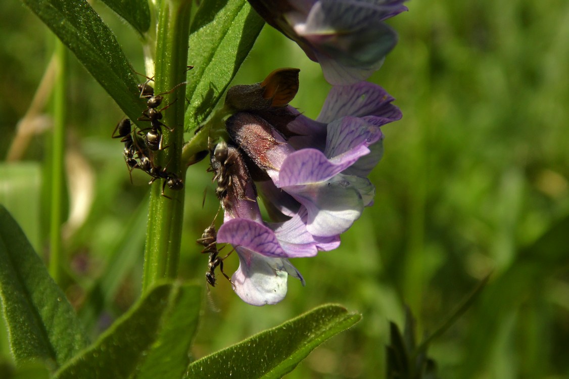 Image of Vicia sepium specimen.