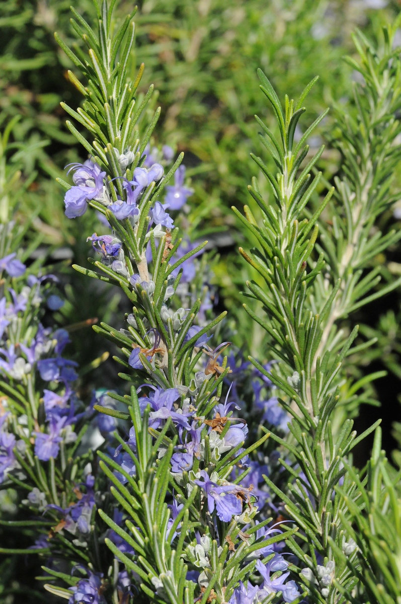 Изображение особи Rosmarinus officinalis.