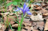 Iris uniflora