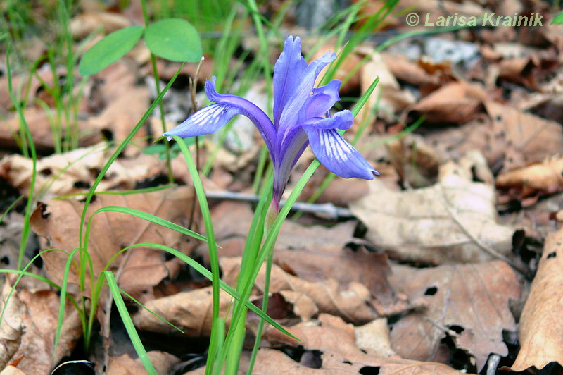 Изображение особи Iris uniflora.