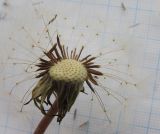 Taraxacum confusum