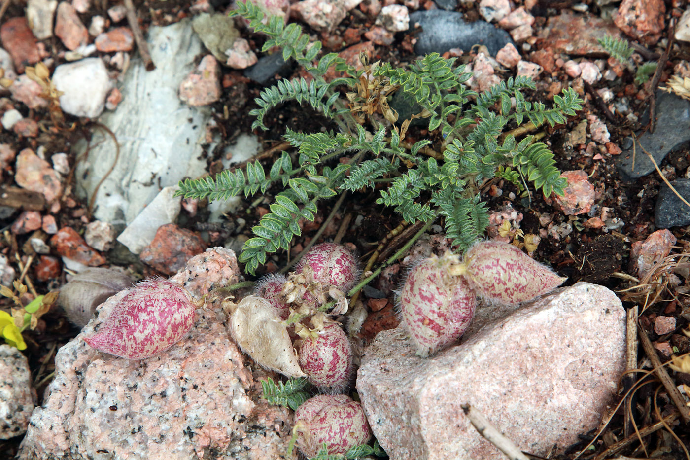 Image of Oxytropis submutica specimen.