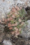 Hedysarum acutifolium. Плодоносящее растение. Южный Казахстан, горы Алатау (Даубаба), левый гребень ущелья Улькен-Сарымсаксай, ~1650 м н.у.м. 04.07.2014.