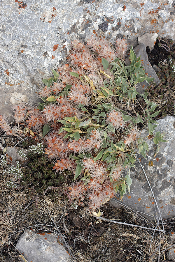 Image of Hedysarum acutifolium specimen.