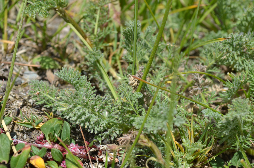 Изображение особи семейство Asteraceae.