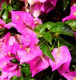 род Bougainvillea. Часть ветки с соцветиями. Франция, Лазурный берег, Ницца, Замковая гора (La Colline Du Сhateau), в культуре. 21.07.2014.