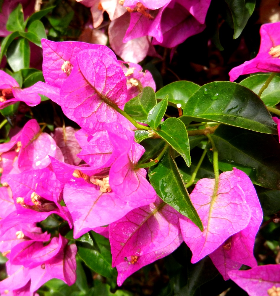 Image of genus Bougainvillea specimen.