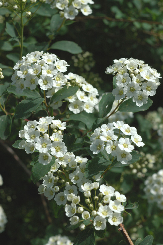 Image of Spiraea × vanhouttei specimen.