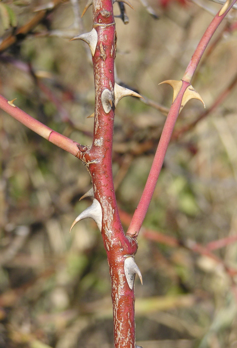 Image of genus Rosa specimen.