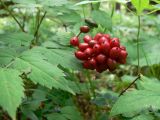 Actaea erythrocarpa. Соплодие и сегменты листьев. Свердловская обл., окр. г. Североуральск, сосново-еловый лес. 16.07.2015.