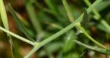 Gypsophila capillaris