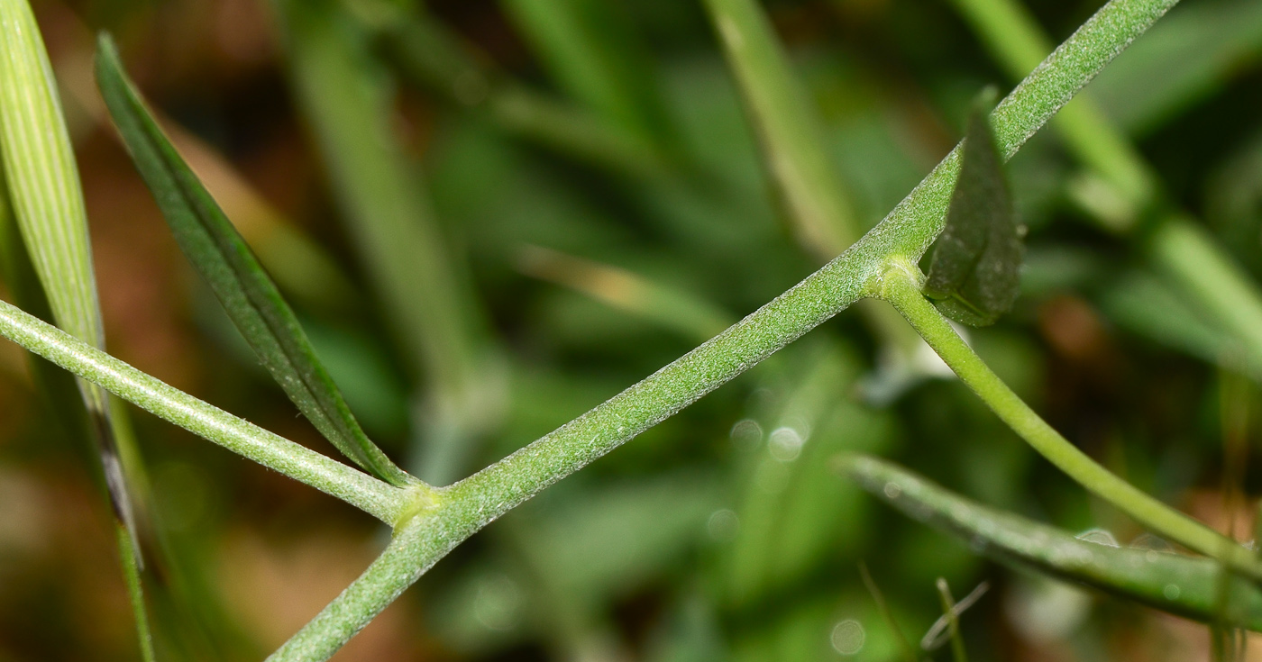 Image of Gypsophila capillaris specimen.