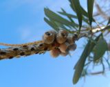 genus Callistemon. Соплодие. Монако, Монте-Карло, террасы Казино, в культуре. 23.07.2014.