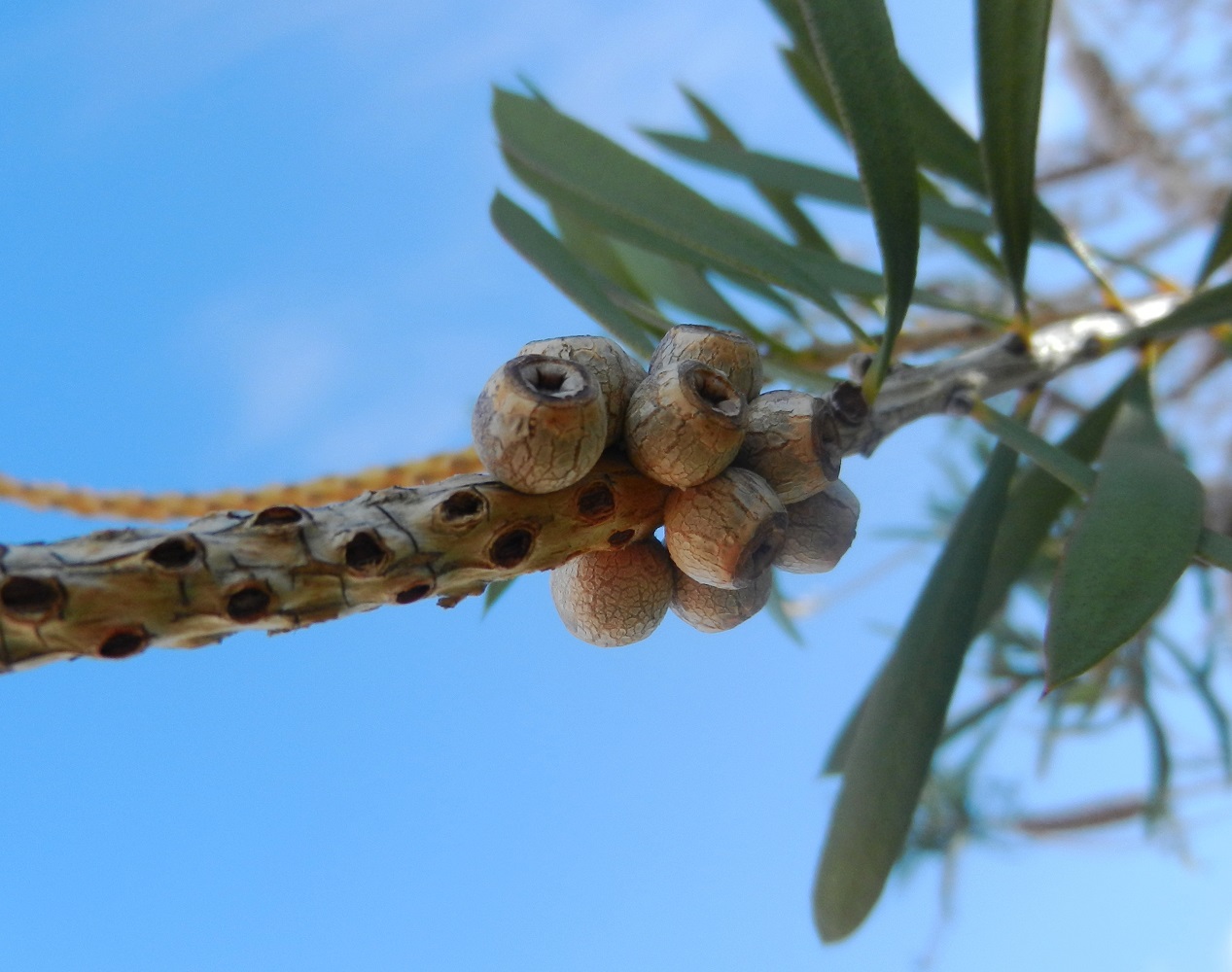 Изображение особи род Callistemon.