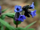 Pulmonaria angustifolia. Соцветие. Украина, Киев, заказник \"Лесники\", боровая терраса Днепра. 14 апреля 2007 г.