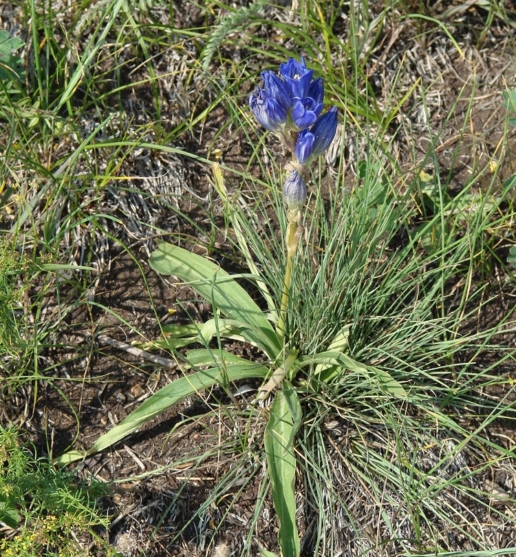 Изображение особи Gentiana decumbens.