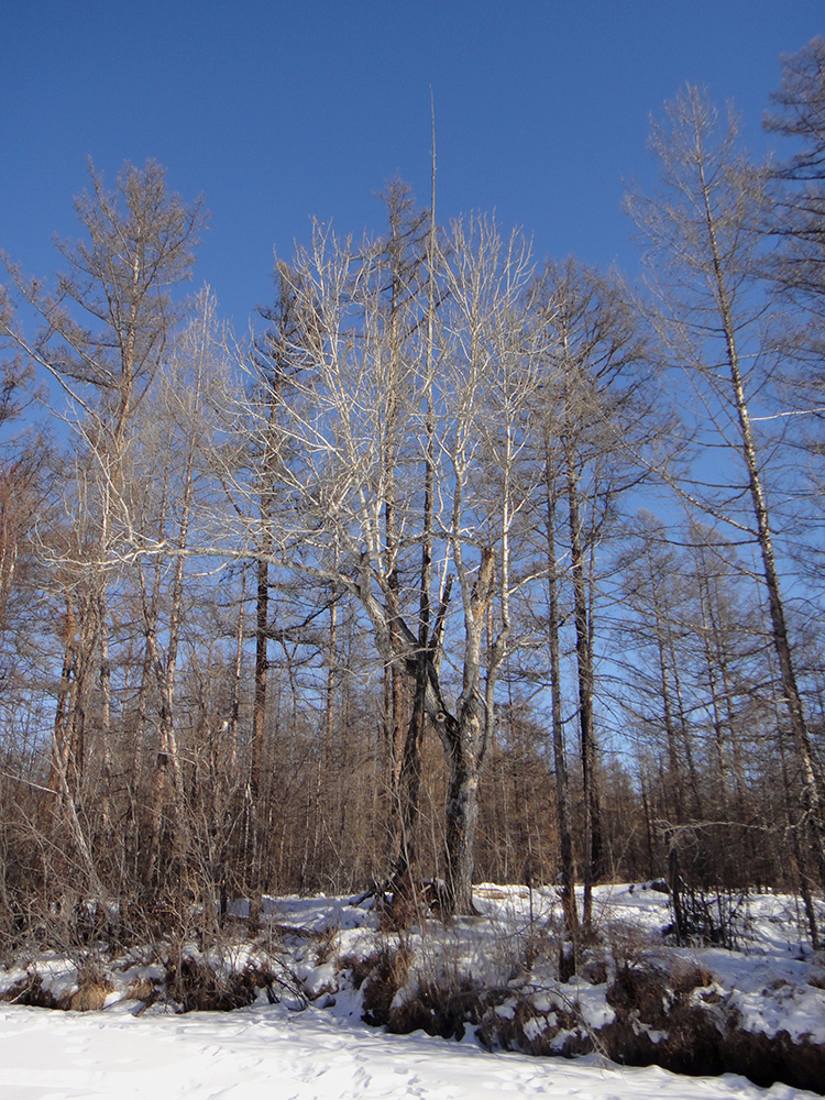 Изображение особи Populus suaveolens.