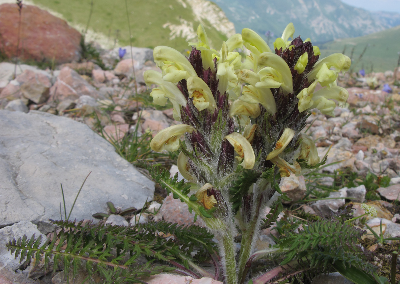 Изображение особи Pedicularis sibthorpii.