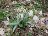 Galanthus nivalis