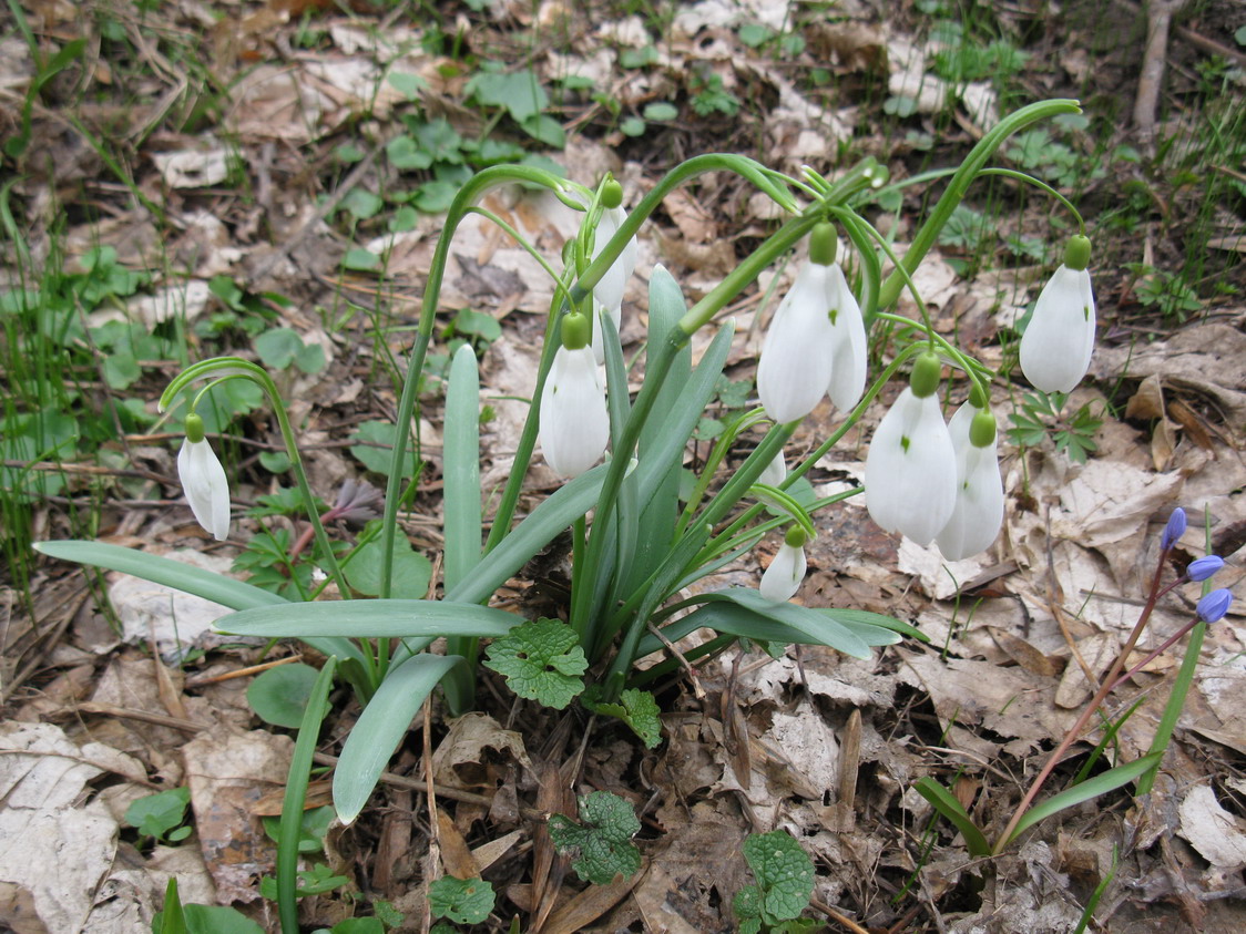 Image of Galanthus nivalis specimen.