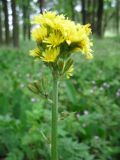 Crepis praemorsa