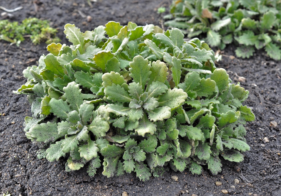 Image of Arabis caucasica specimen.