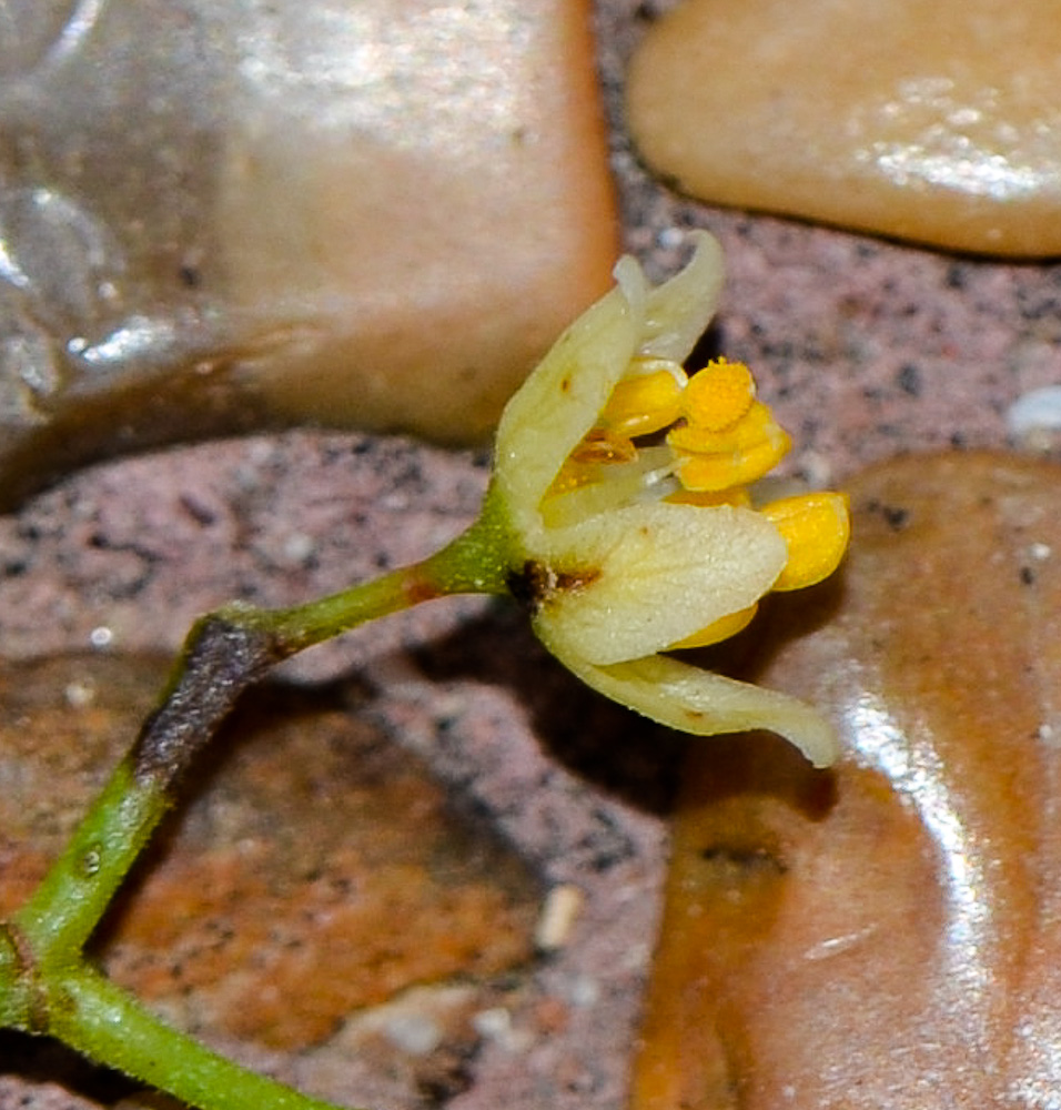 Image of Schinus molle specimen.