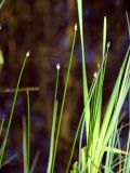 Eleocharis palustris