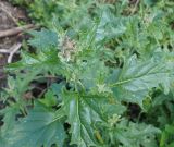 Atriplex tatarica