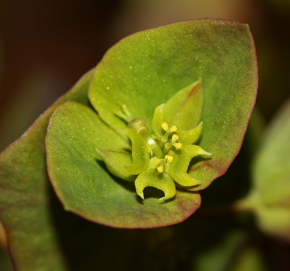 Изображение особи Euphorbia savaryi.